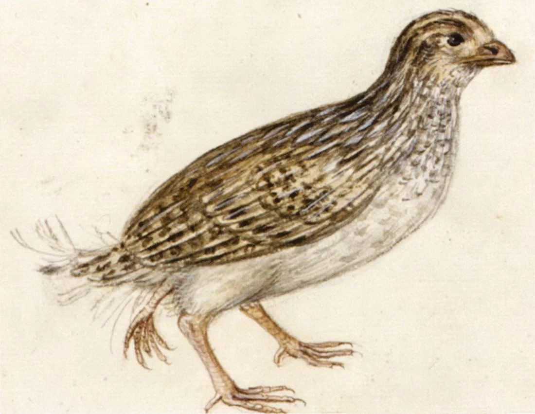 Studio di animali - Österreichische Nationalbibliothek, Vienna